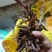岩白菜云南产地又名岩菖蒲！！！！！！！！！！