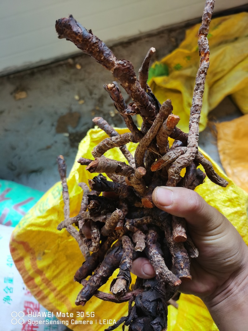岩白菜云南产地又名岩菖蒲！！！！！！！！！！