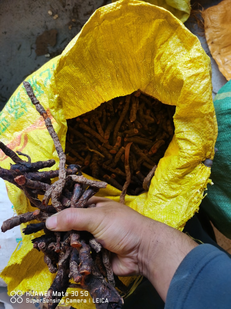 岩白菜云南产地又名岩菖蒲！！！！！！！！！！