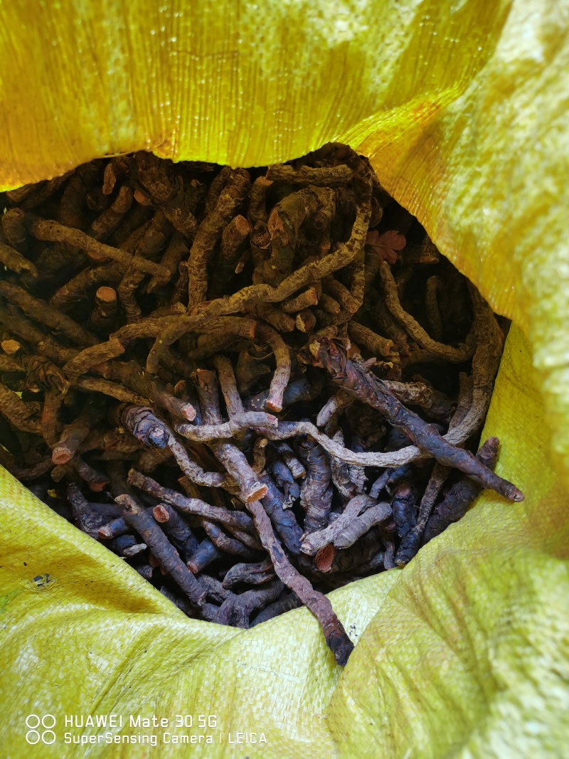 岩白菜云南产地又名岩菖蒲！！！！！！！！！！