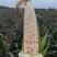 676花糯玉米，糯玉米，产地供应一手货源长期供货