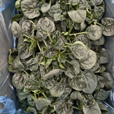 精品趴地菠菜，大量供应，产地直发，诚信经营，支持各种包装