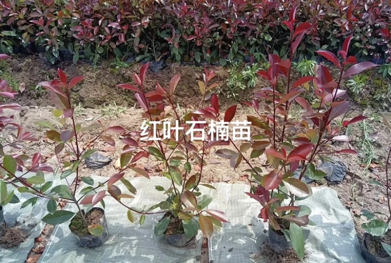 红叶石楠精品小苗量大欢迎老板来骚扰