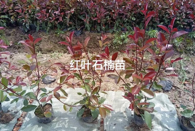 红叶石楠精品小苗量大欢迎老板来骚扰