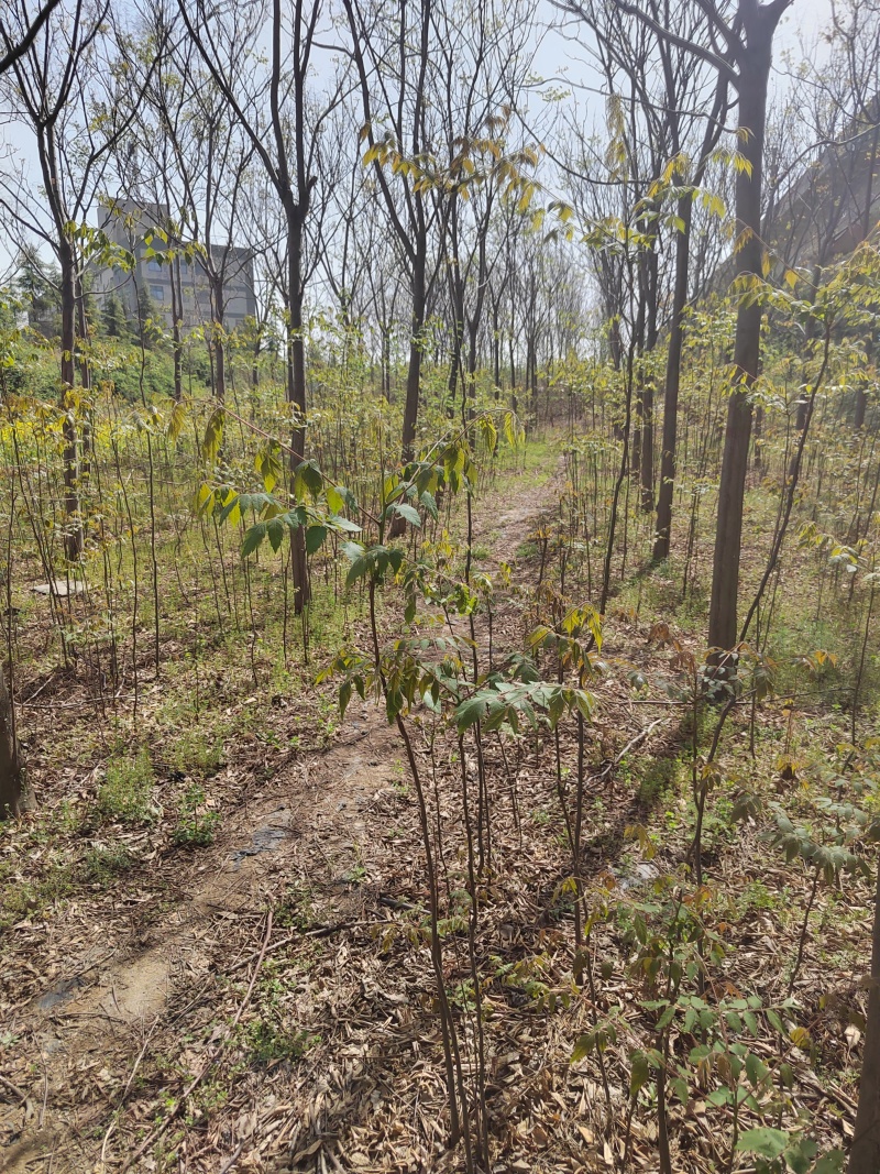多种规格的栾树苗，需要的联系！