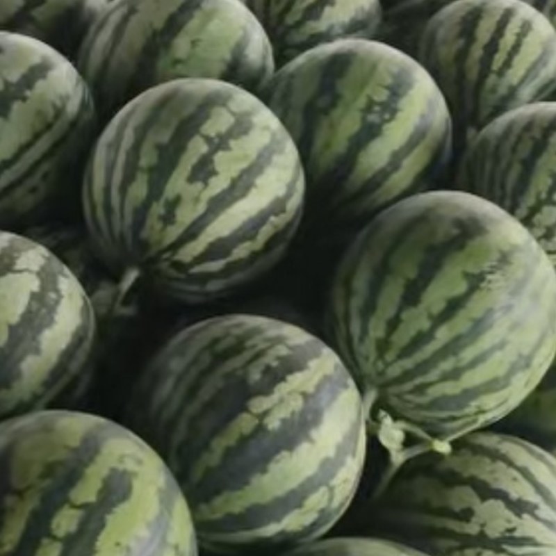 无籽美都麒麟西瓜，高次、通货，精品！大量有货供应，品质保