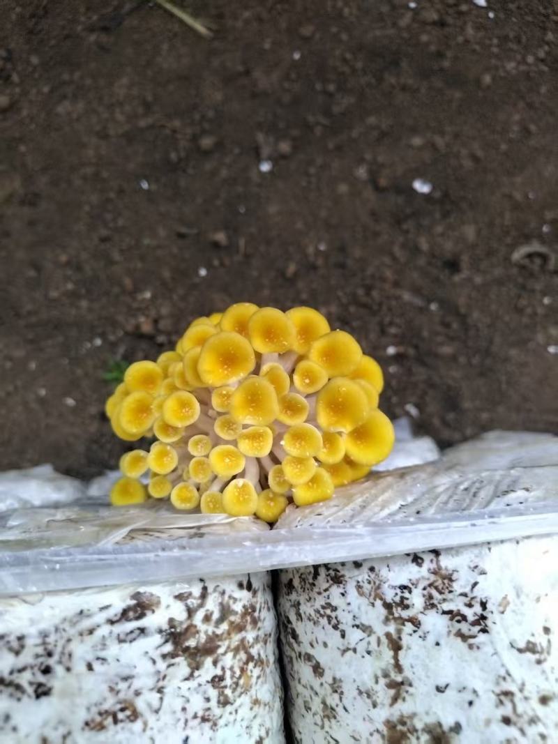 菌棒，榆黄菇菌包