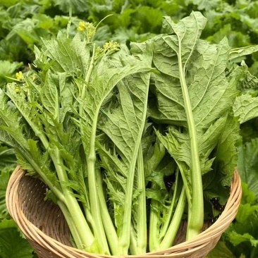 利农芥菜苔种子冲菜芥菜种子早中熟脆嫩摘芥菜心吃芥菜四季蔬