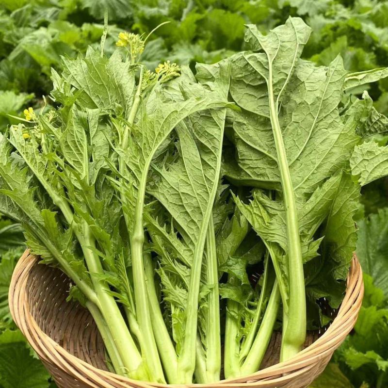 利农芥菜苔种子冲菜芥菜种子早中熟脆嫩摘芥菜心吃芥菜四季蔬