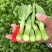 利农芥菜苔种子冲菜芥菜种子早中熟脆嫩摘芥菜心吃芥菜四季蔬