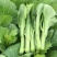 利农芥菜苔种子冲菜芥菜种子早中熟脆嫩摘芥菜心吃芥菜四季蔬