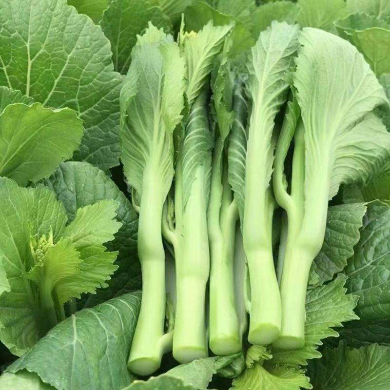 利农芥菜苔种子冲菜芥菜种子早中熟脆嫩摘芥菜心吃芥菜四季蔬