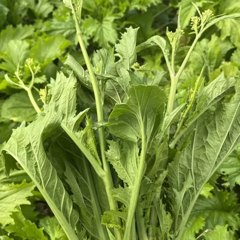 利农芥菜苔种子冲菜芥菜种子早中熟脆嫩摘芥菜心吃芥菜四季蔬