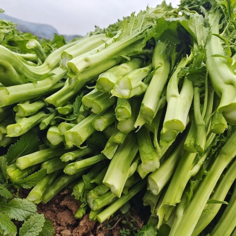 利农芥菜苔种子冲菜芥菜种子早中熟脆嫩摘芥菜心吃芥菜四季蔬