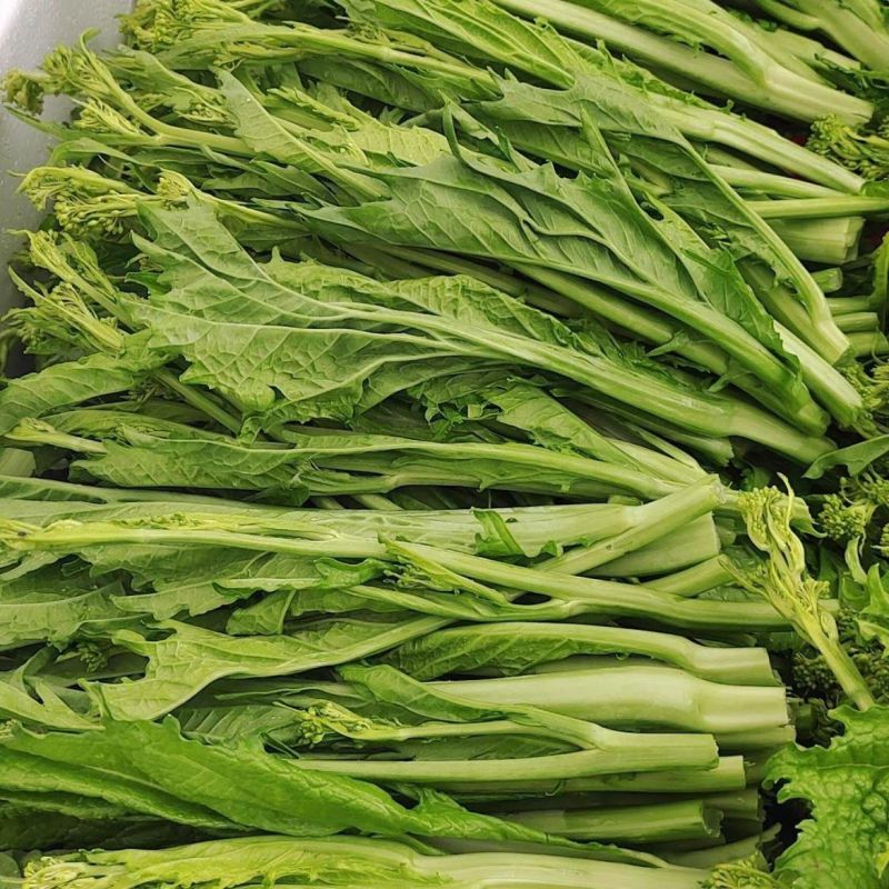 利农芥菜苔种子冲菜芥菜种子早中熟脆嫩摘芥菜心吃芥菜四季蔬