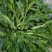 利农芥菜苔种子冲菜芥菜种子早中熟脆嫩摘芥菜心吃芥菜四季蔬