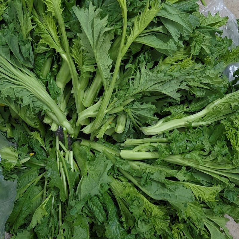 利农芥菜苔种子冲菜芥菜种子早中熟脆嫩摘芥菜心吃芥菜四季蔬