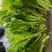 利农芥菜苔种子冲菜芥菜种子早中熟脆嫩摘芥菜心吃芥菜四季蔬