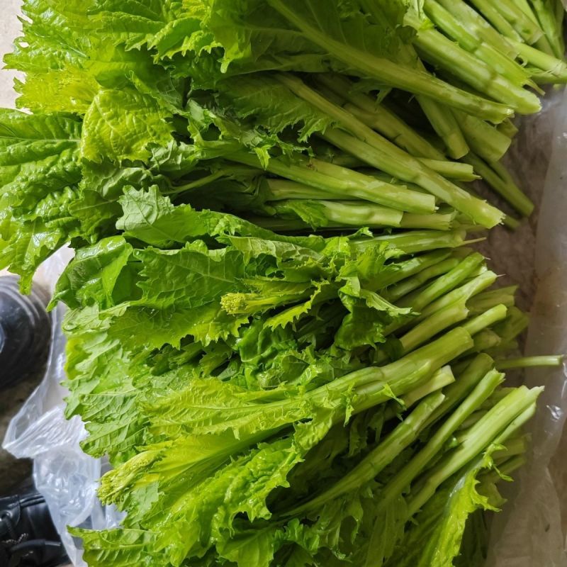 利农芥菜苔种子冲菜芥菜种子早中熟脆嫩摘芥菜心吃芥菜四季蔬