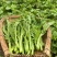 利农芥菜苔种子冲菜芥菜种子早中熟脆嫩摘芥菜心吃芥菜四季蔬