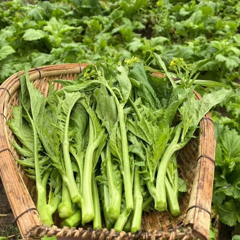 利农芥菜苔种子冲菜芥菜种子早中熟脆嫩摘芥菜心吃芥菜四季蔬