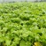 利农芥菜苔种子冲菜芥菜种子早中熟脆嫩摘芥菜心吃芥菜四季蔬