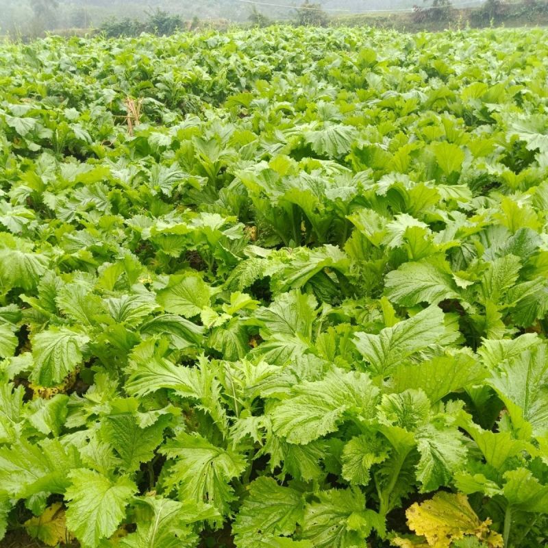 利农芥菜苔种子冲菜芥菜种子早中熟脆嫩摘芥菜心吃芥菜四季蔬