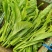 利农芥菜苔种子冲菜芥菜种子早中熟脆嫩摘芥菜心吃芥菜四季蔬