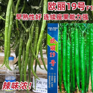 欧兰德辣椒种子欧丽19号长线椒种子香辣早熟薄皮特长高产
