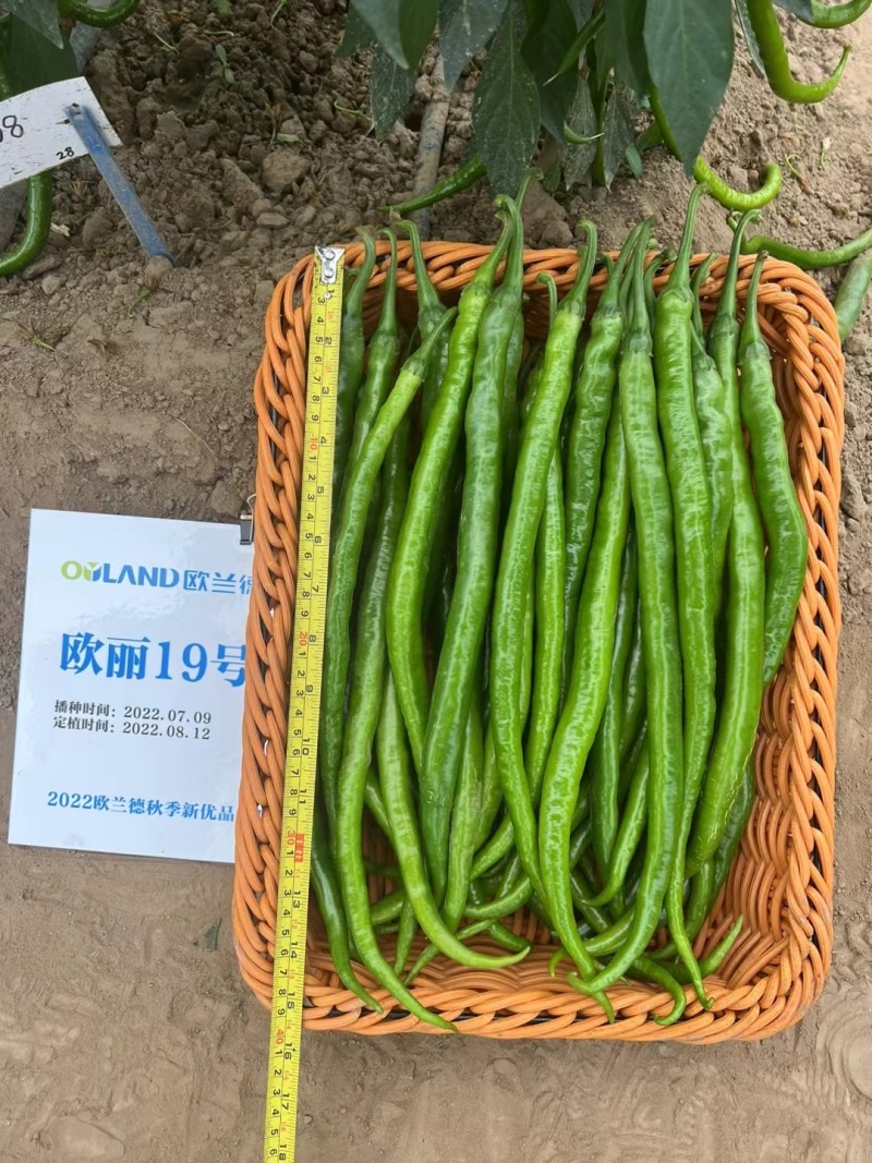 欧兰德辣椒种子欧丽19号长线椒种子香辣早熟薄皮特长高产