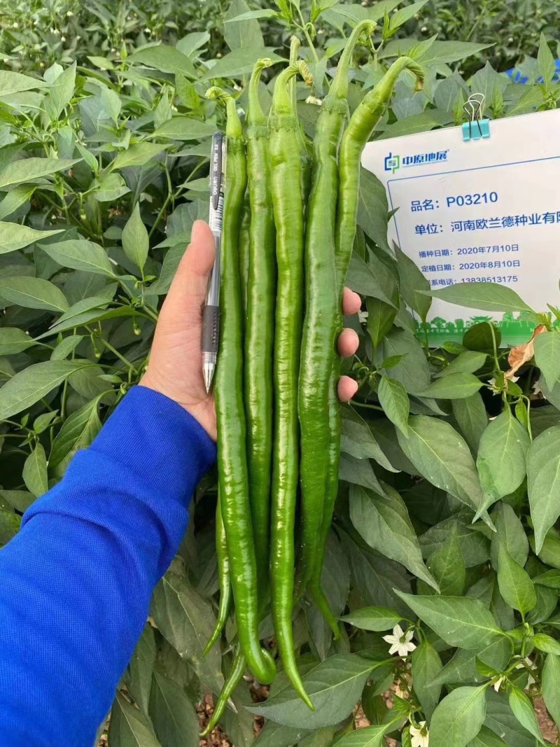 欧兰德辣椒种子欧丽19号长线椒种子香辣早熟薄皮特长高产