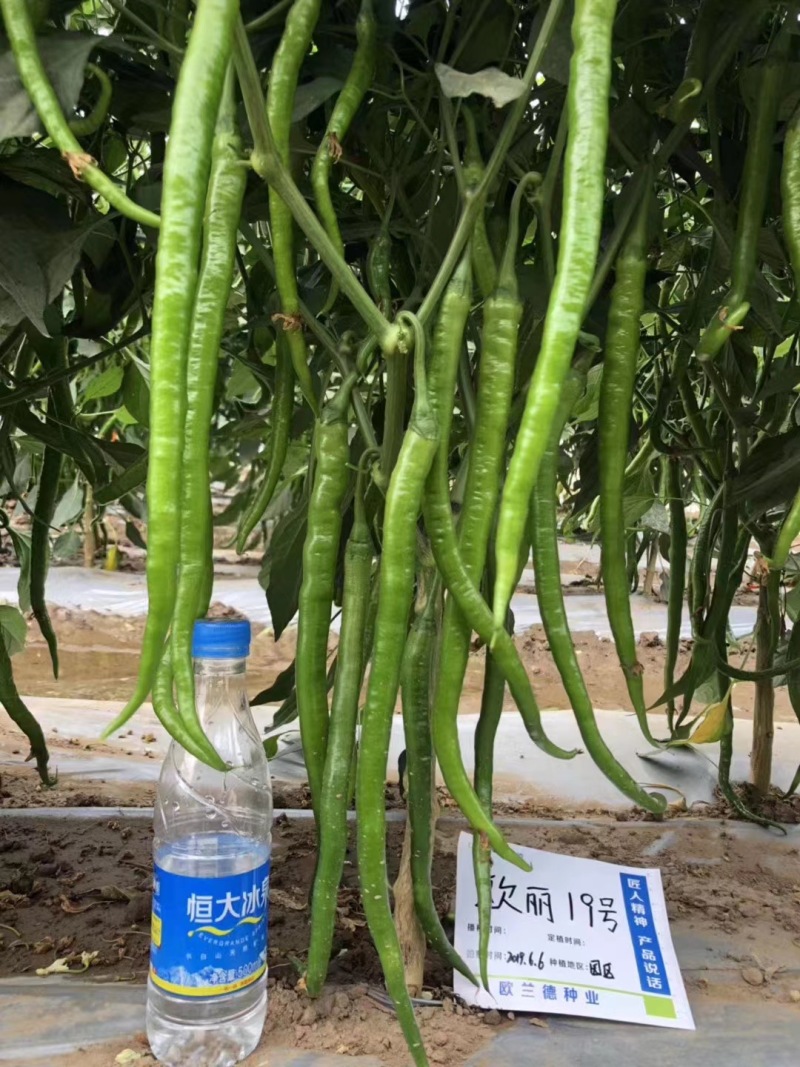 欧兰德辣椒种子欧丽19号长线椒种子香辣早熟薄皮特长高产