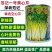范记一号黄心芹种子广东空心芹菜种子耐热耐湿耐抽苔生长快
