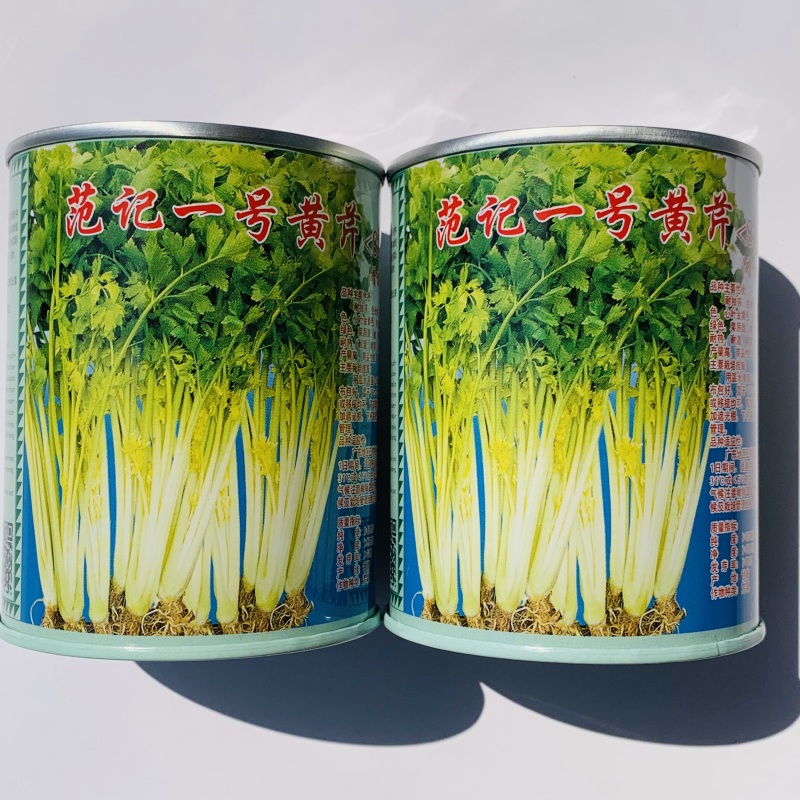 范记一号黄心芹种子广东空心芹菜种子耐热耐湿耐抽苔生长快