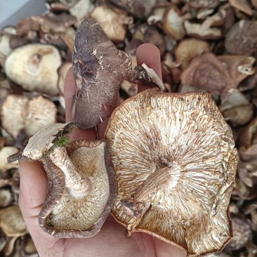 断木香蘑菇