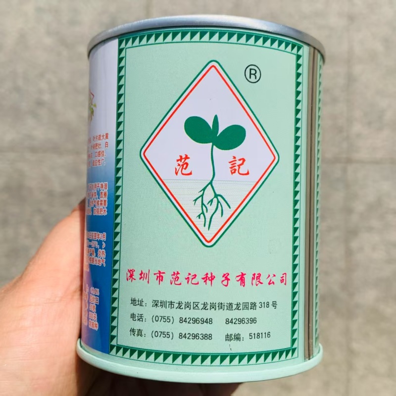 范记一号黄心芹种子广东空心芹菜种子耐热耐湿耐抽苔生长快
