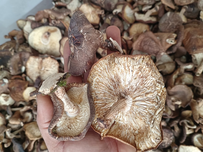 断木香蘑菇