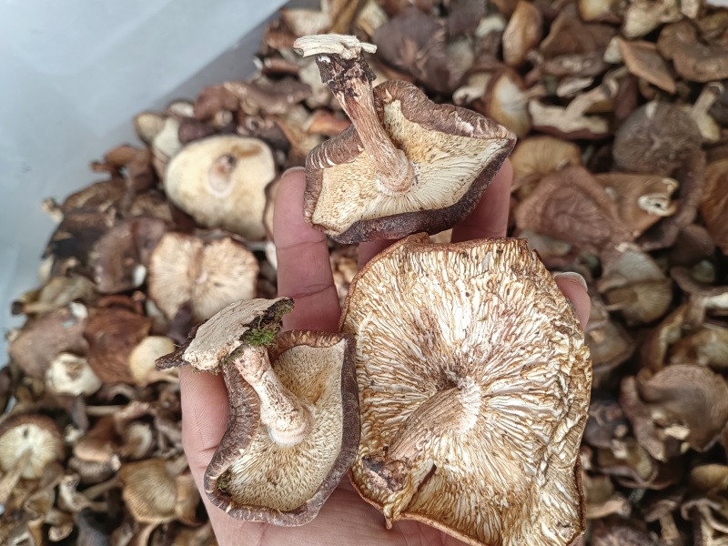 断木香蘑菇