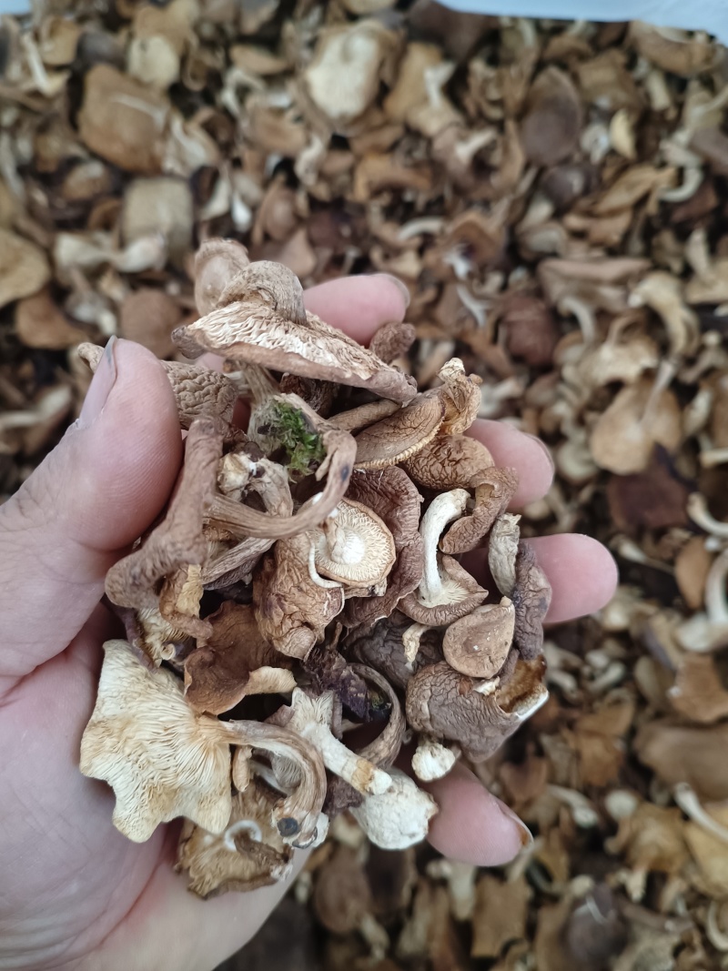 断木香蘑菇