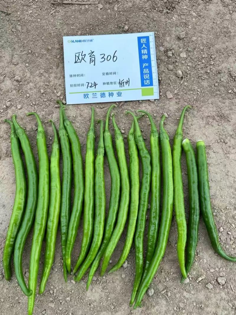 欧育306辣椒种子青红两用加长型线椒种子辣味浓香椒条顺直