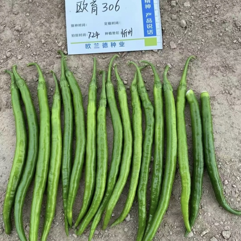 欧育306辣椒种子青红两用加长型线椒种子辣味浓香椒条顺直