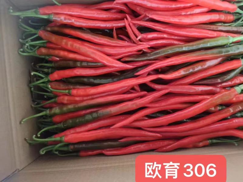 欧育306辣椒种子青红两用加长型线椒种子辣味浓香椒条顺直