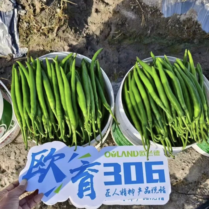 欧育306辣椒种子青红两用加长型线椒种子辣味浓香椒条顺直