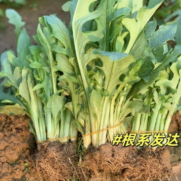 正宗博白甜麦菜苗耐高温花芽麦菜苗阳台盘栽新鲜菜苗带泥发货