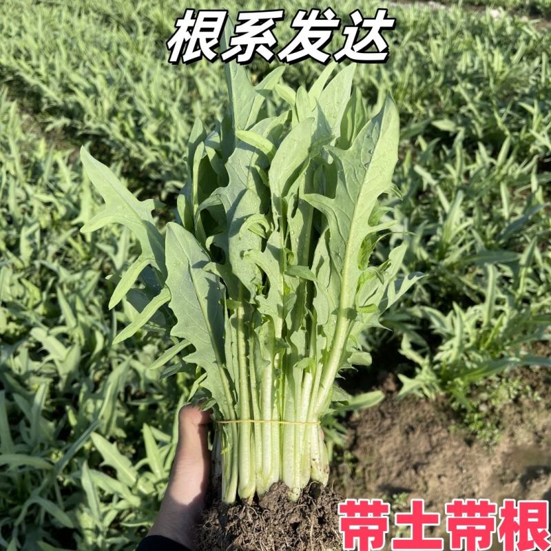 正宗博白甜麦菜苗耐高温花芽麦菜苗阳台盘栽新鲜菜苗带泥发货
