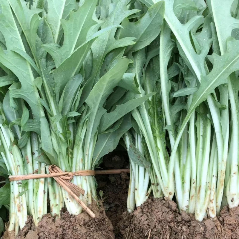 正宗博白甜麦菜苗耐高温花芽麦菜苗阳台盘栽新鲜菜苗带泥发货