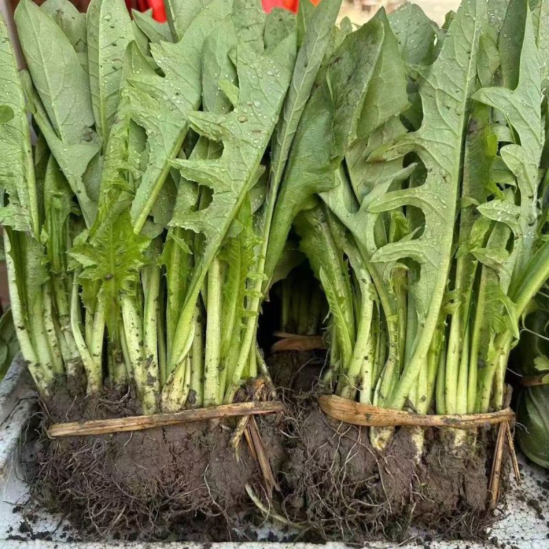 正宗博白甜麦菜苗耐高温花芽麦菜苗阳台盘栽新鲜菜苗带泥发货