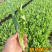 正宗博白甜麦菜苗耐高温花芽麦菜苗阳台盘栽新鲜菜苗带泥发货