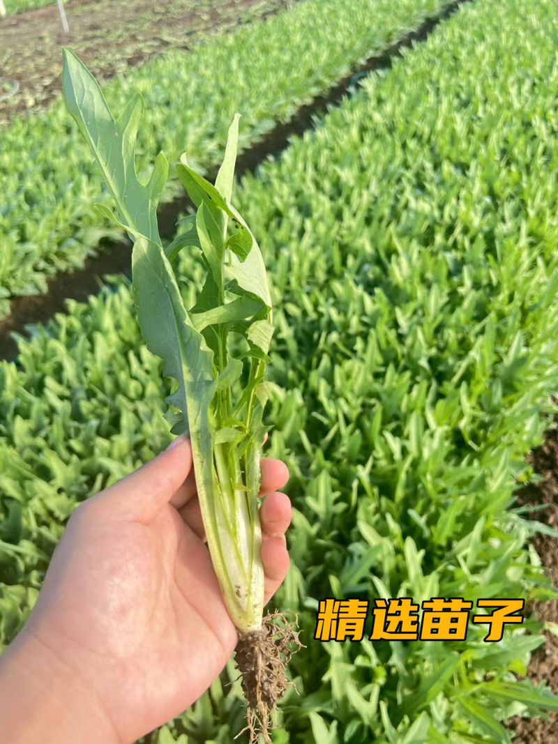 正宗博白甜麦菜苗耐高温花芽麦菜苗阳台盘栽新鲜菜苗带泥发货