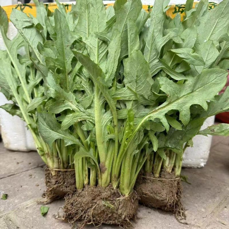 正宗博白甜麦菜苗耐高温花芽麦菜苗阳台盘栽新鲜菜苗带泥发货